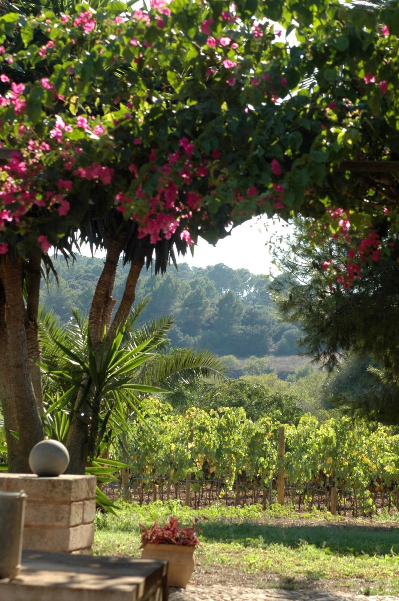 Oliver Moragues Grandhouse & Vineyard Альгайда Экстерьер фото